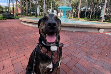Plott Hound mix Snoop cheesing in front of Holler Fountain