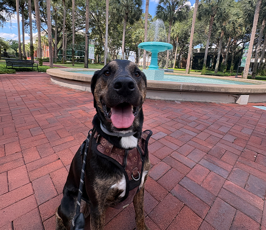 Plott Hound mix Snoop cheesing in front of Holler Fountain